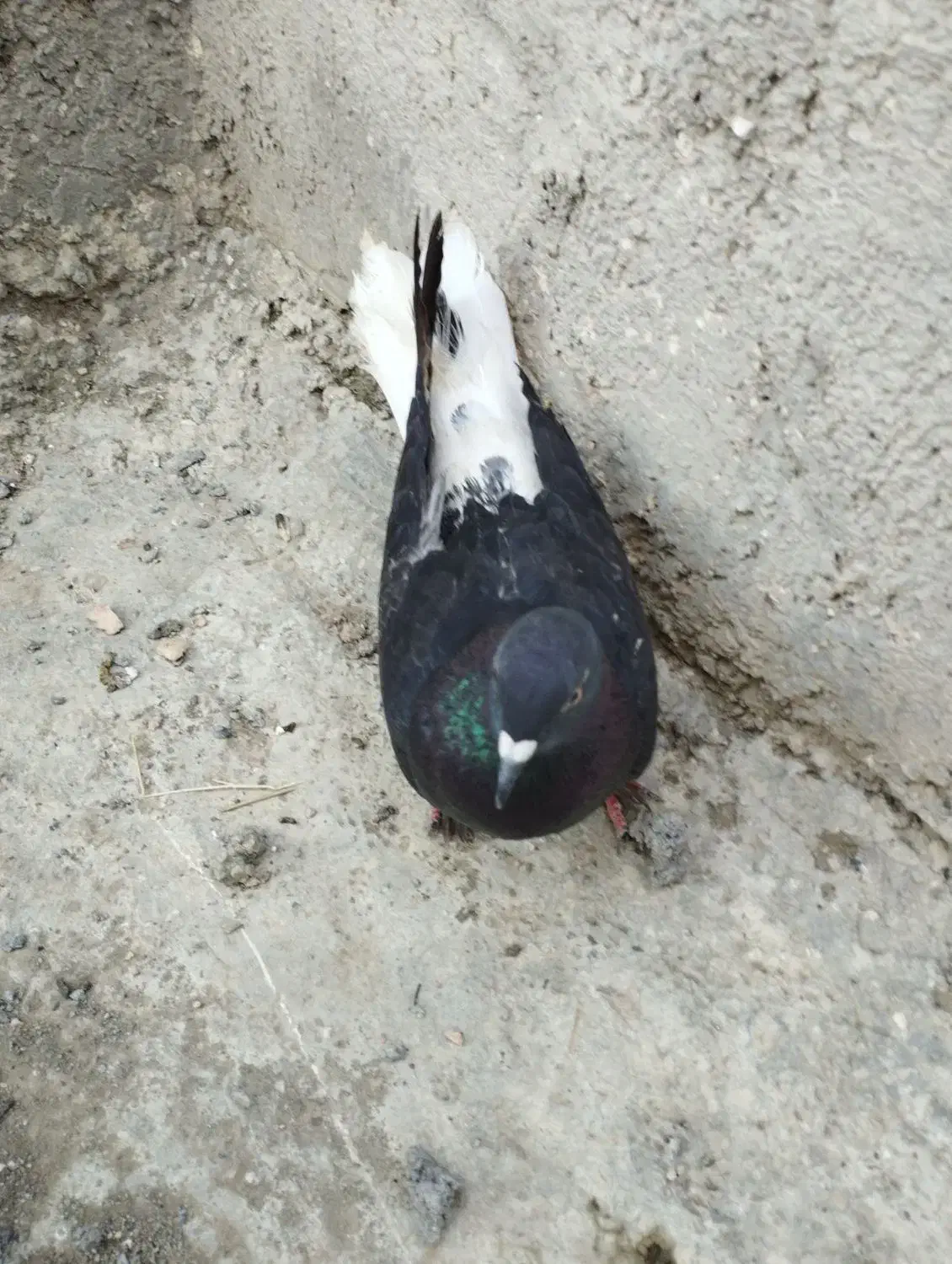 فروش کبوتر|پرنده|بندر ترکمن, |دیوار