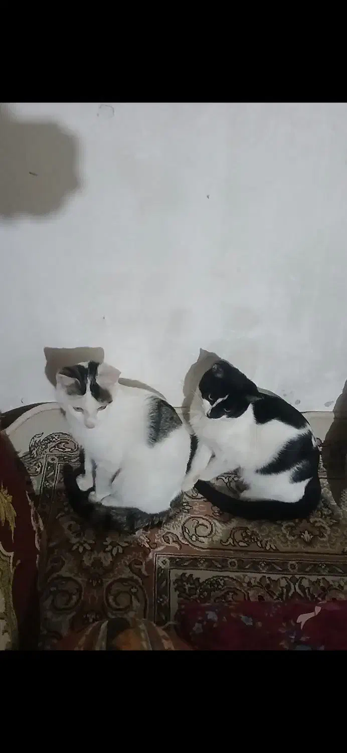 واگذاری دو گربه|گربه|اهر, |دیوار