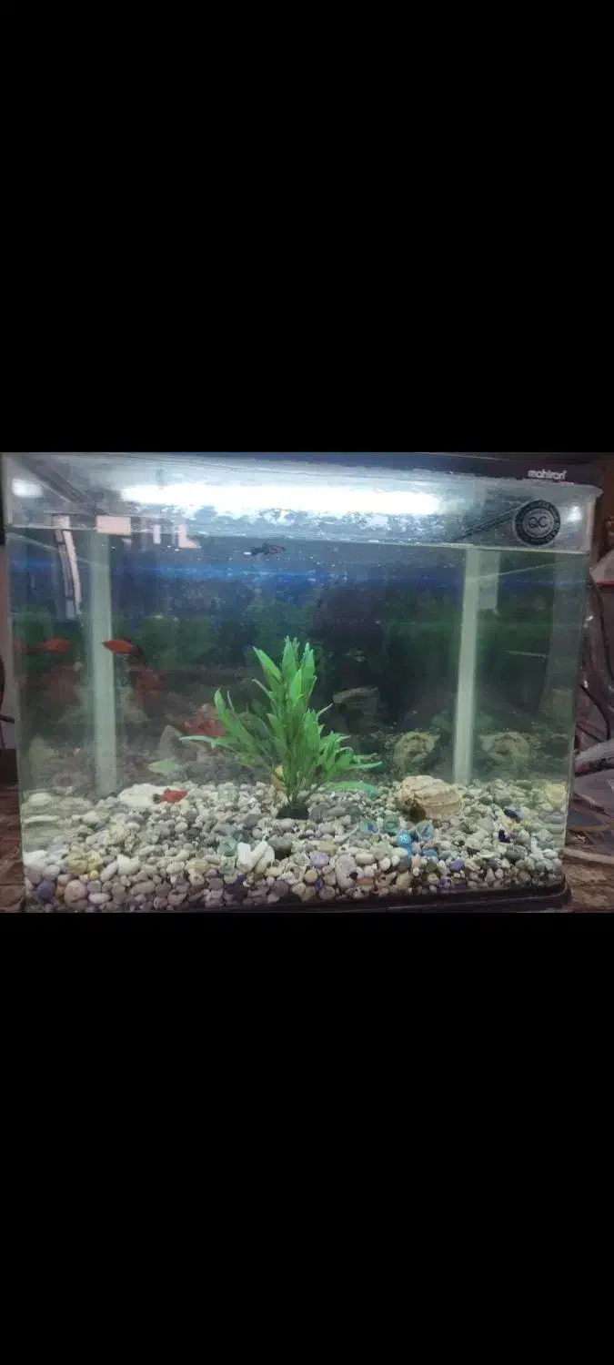 آکواریوم شرکتی شیشه خم|ماهی|قم, مسجد امام حسن|دیوار