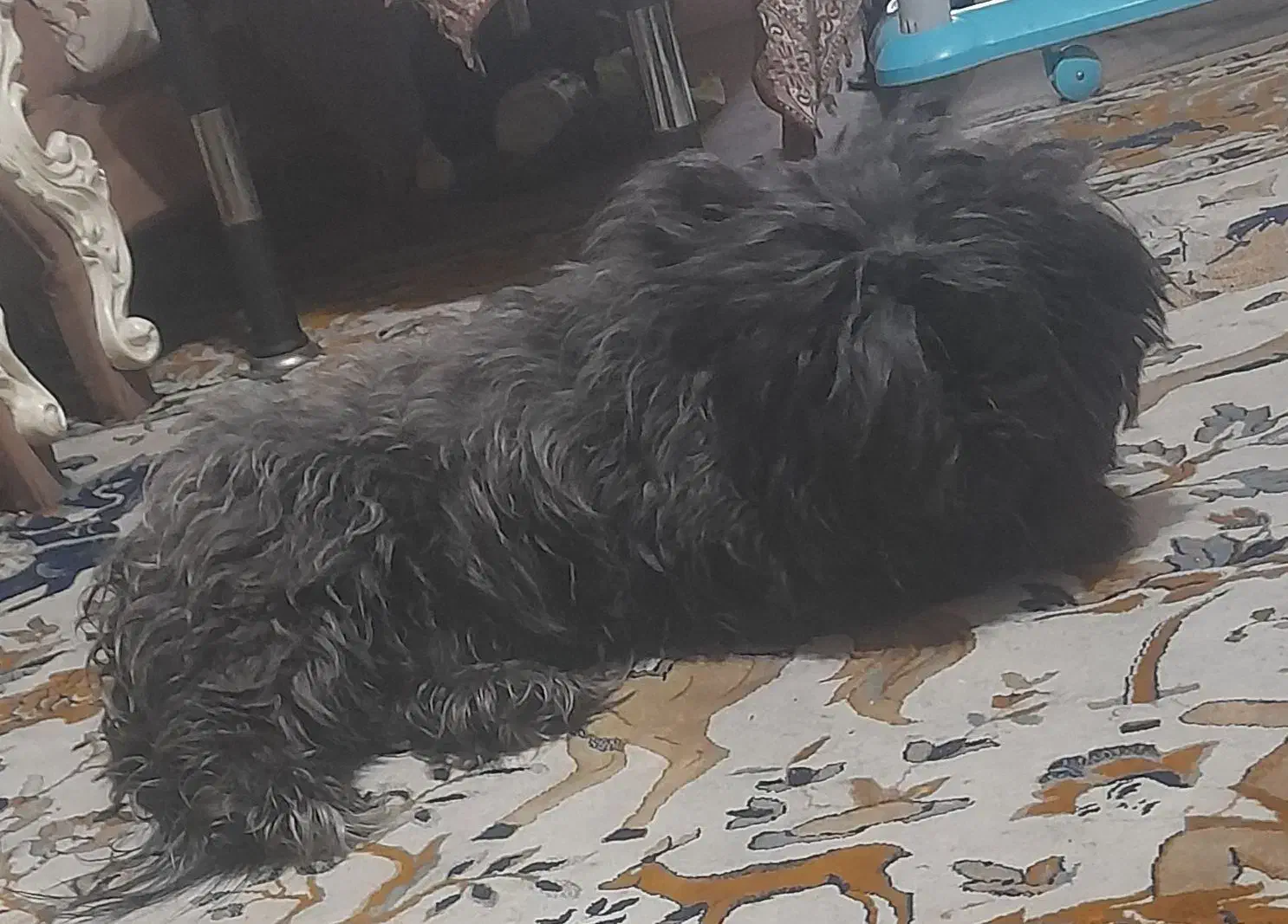 یک سگ  تریر نر بازیگوش و باهوش|سگ|اندیشه, اندیشه فاز ۵|دیوار