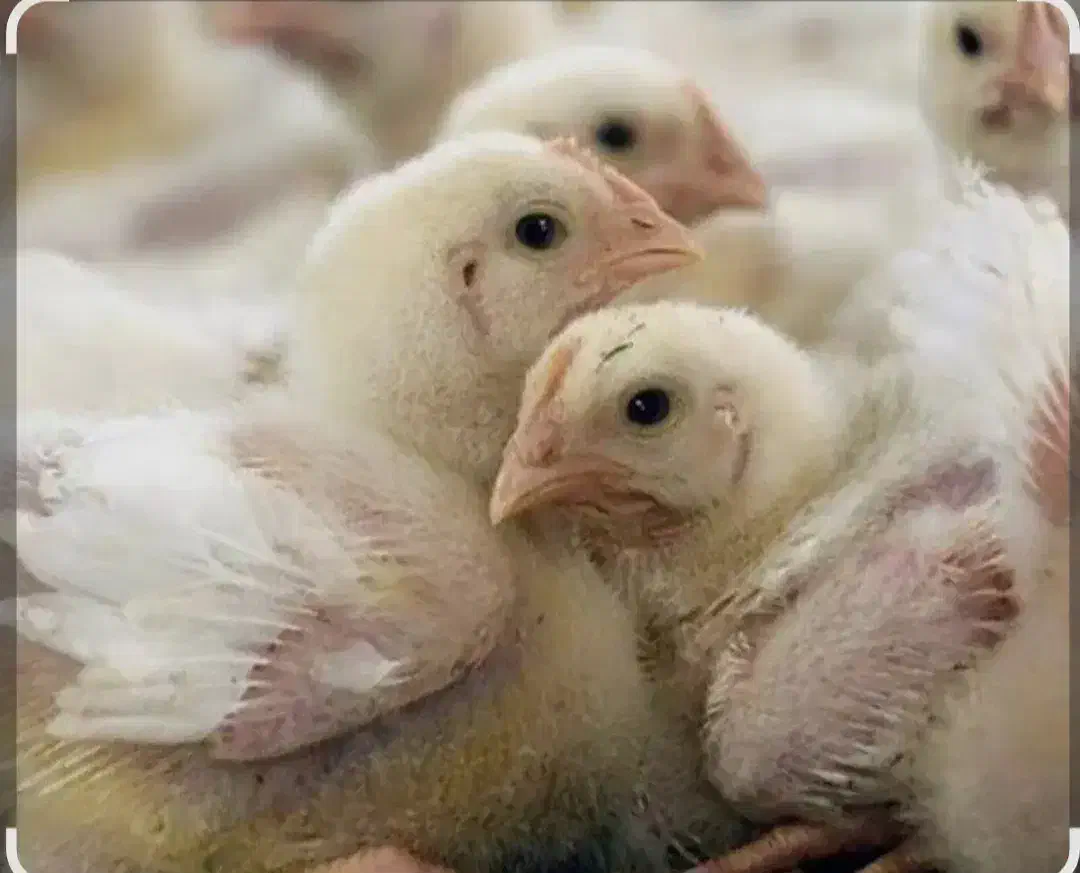 کارگر مرغداری|حراج|امام, |دیوار