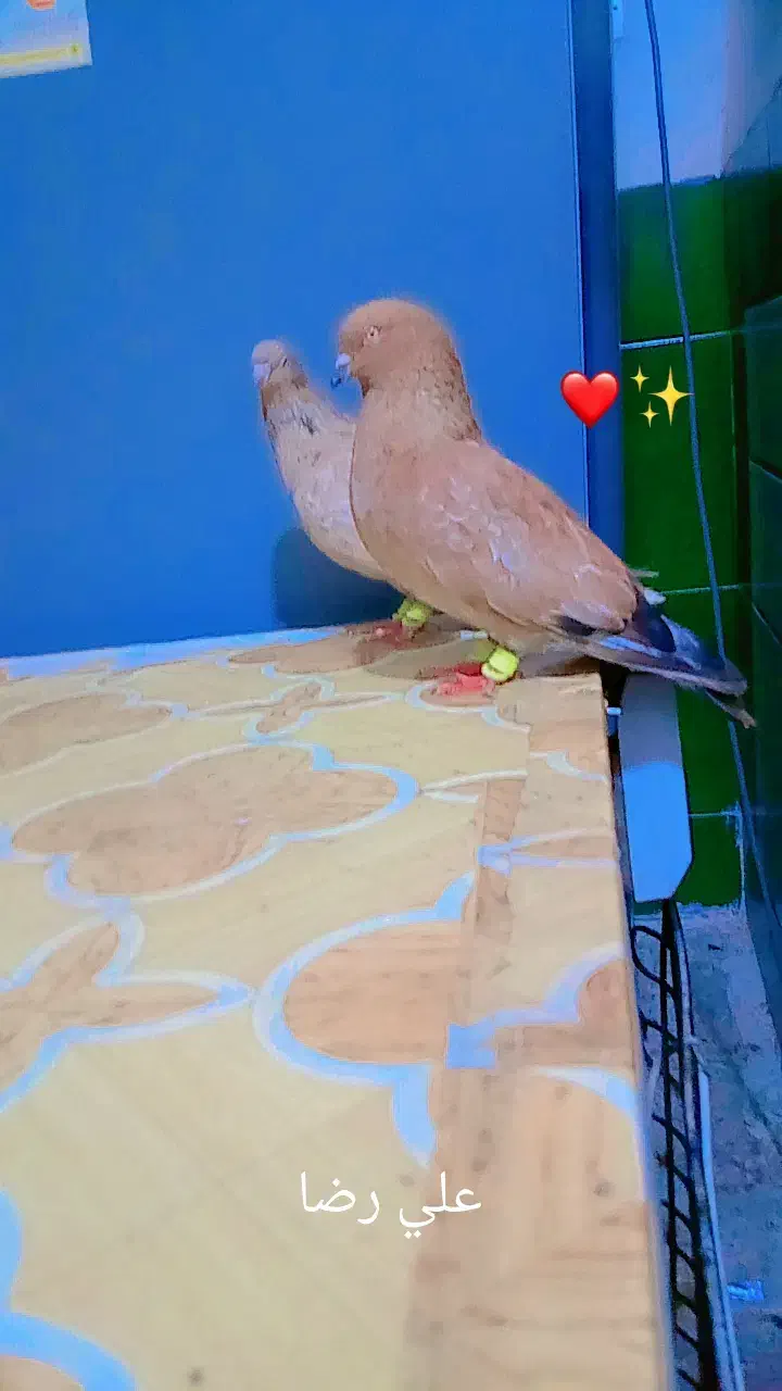 کله ای|پرنده|بندر ماهشهر, |دیوار