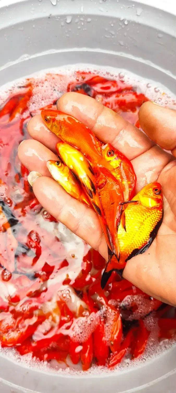 ماهی قرمز|ماهی|چالوس, |دیوار