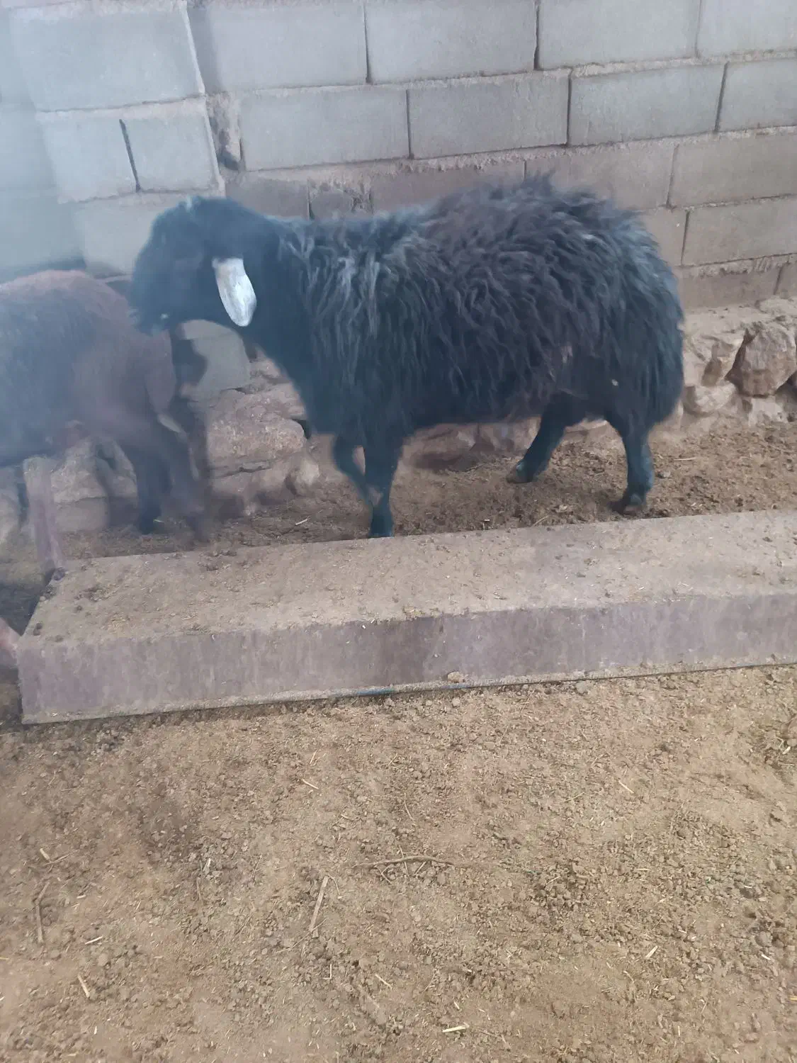 قوچ جوان|حیوانات مزرعه|جلگه شوقان, |دیوار