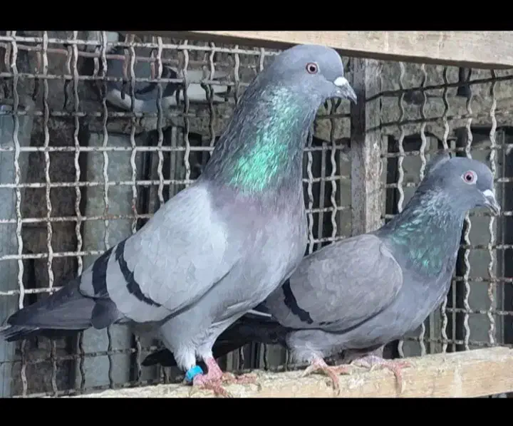 ۶۰تاکفترفروشیامعاوضهباموتورمدارکمهمنیتمیز|پرنده|بابل, |دیوار