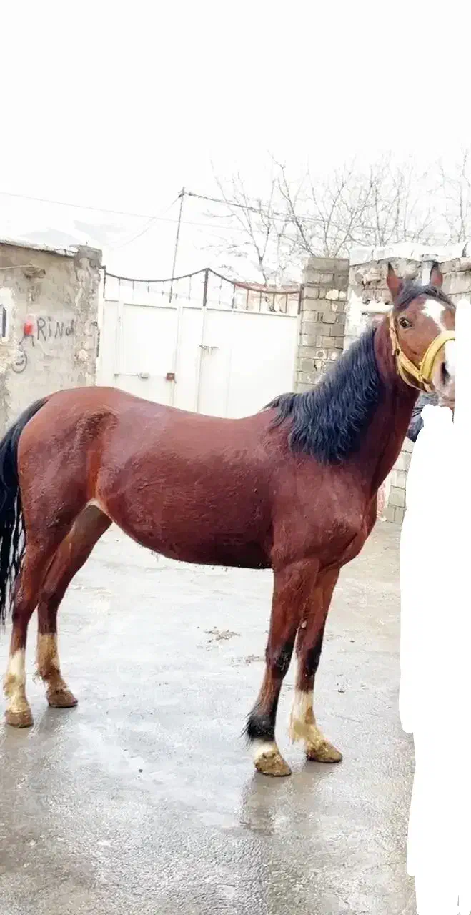 مادیان اصیل کرد|اسب و تجهیزات اسب‌سواری|سقز, |دیوار