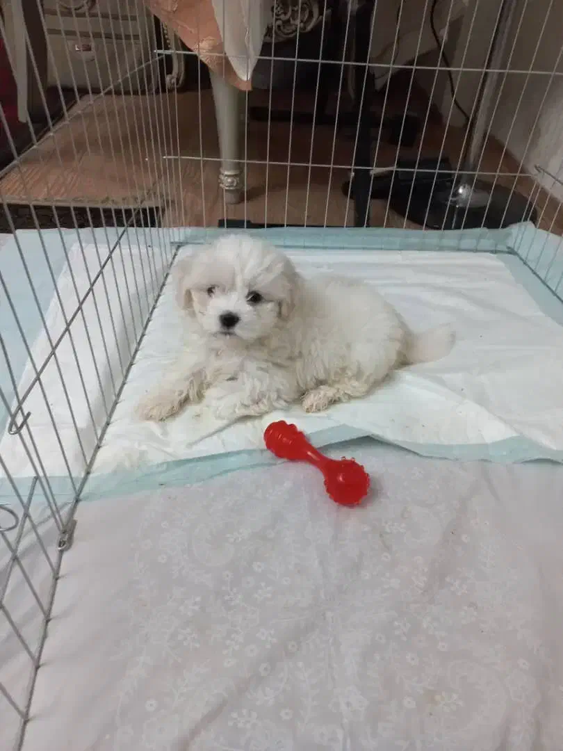 سگ مالتی کراس ۳ ماهه|سگ|ری, ظهیرآباد|دیوار