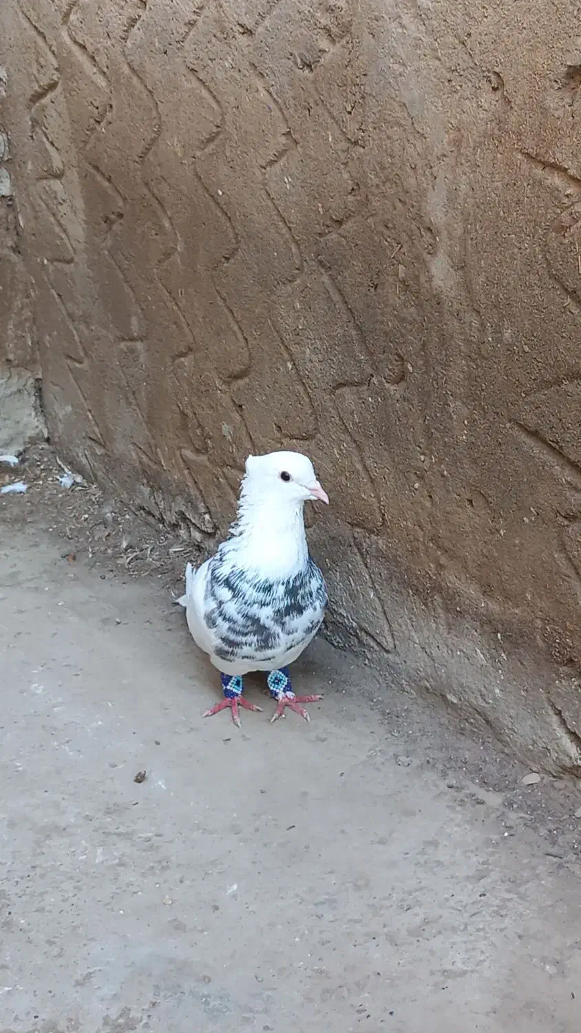 طوقی هفت رنگ و سوسکی|پرنده|گنبد کاووس, |دیوار