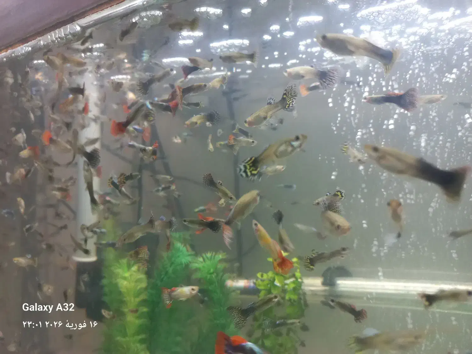 ماهی گوپی *مولد*|ماهی|اصفهان, برزان|دیوار