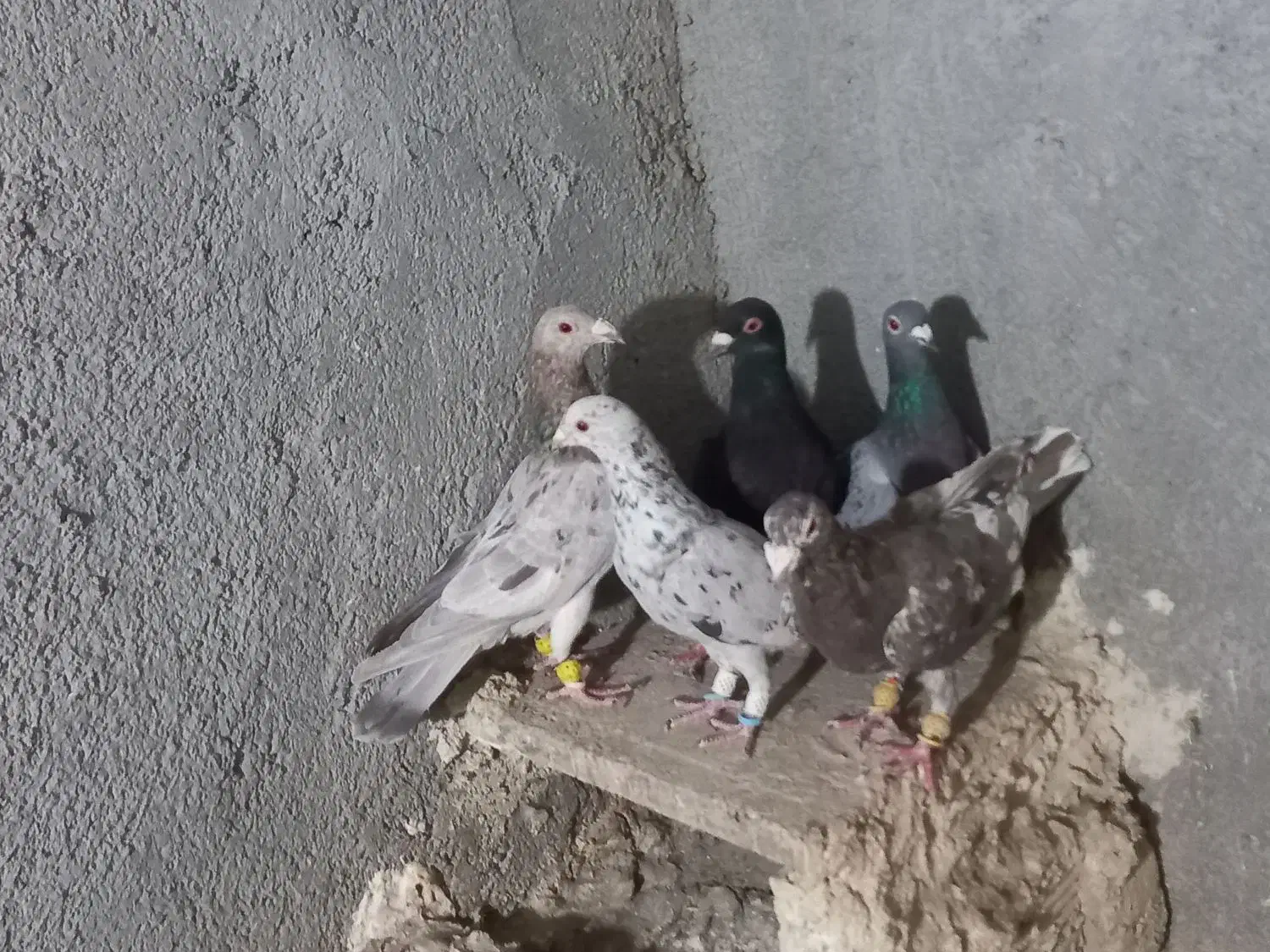 کبوتررنگی وهفترنگ|پرنده|تاکستان, |دیوار