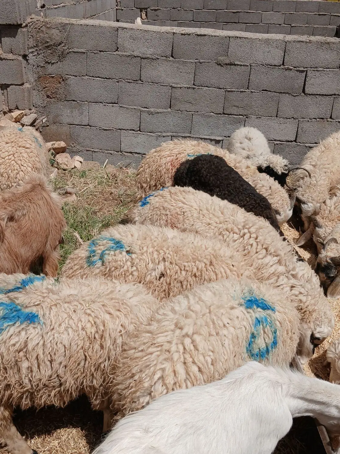 بره|حیوانات مزرعه|فردوس (کرمان), |دیوار
