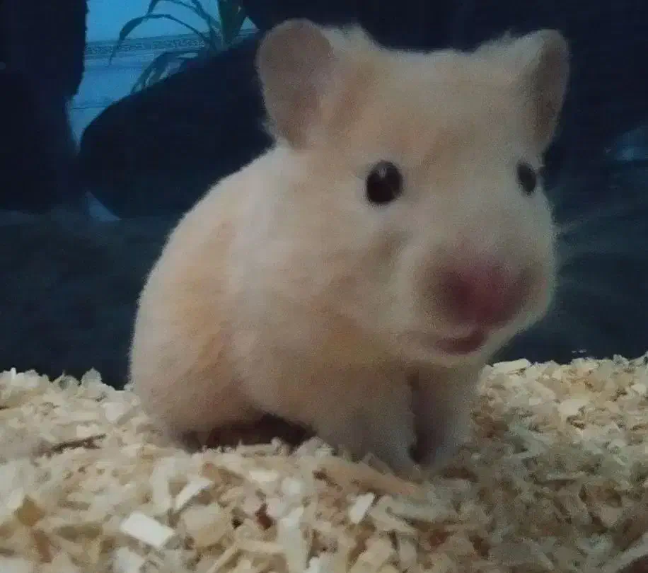 همستر|موش و خرگوش|کرمان, |دیوار