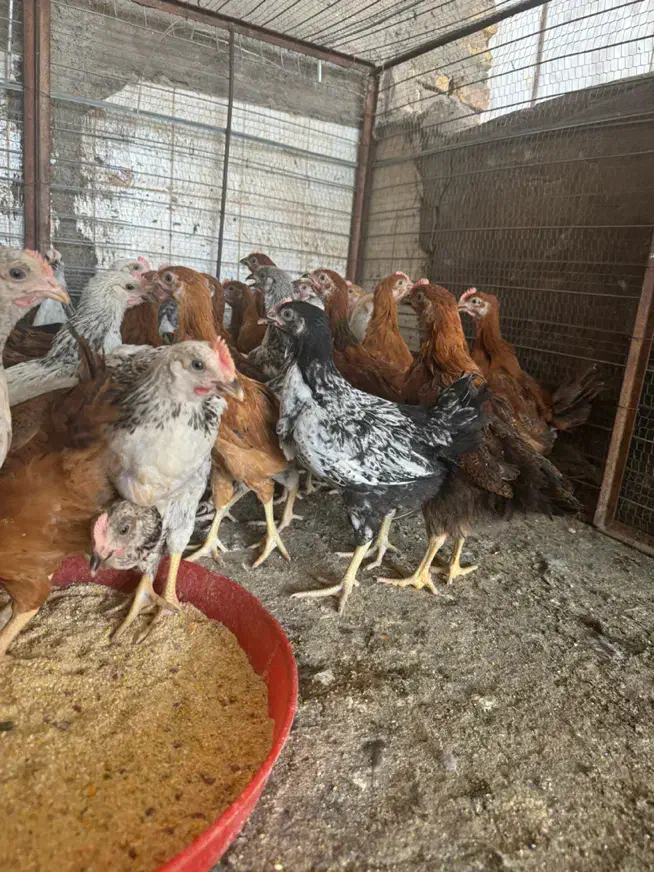 جوجه محلی اصل چهار ماه|حیوانات مزرعه|رفسنجان, |دیوار