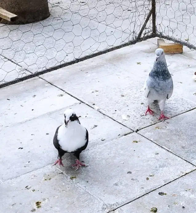 کفتر یاکبوتر|پرنده|شیراز, گل سرخ|دیوار