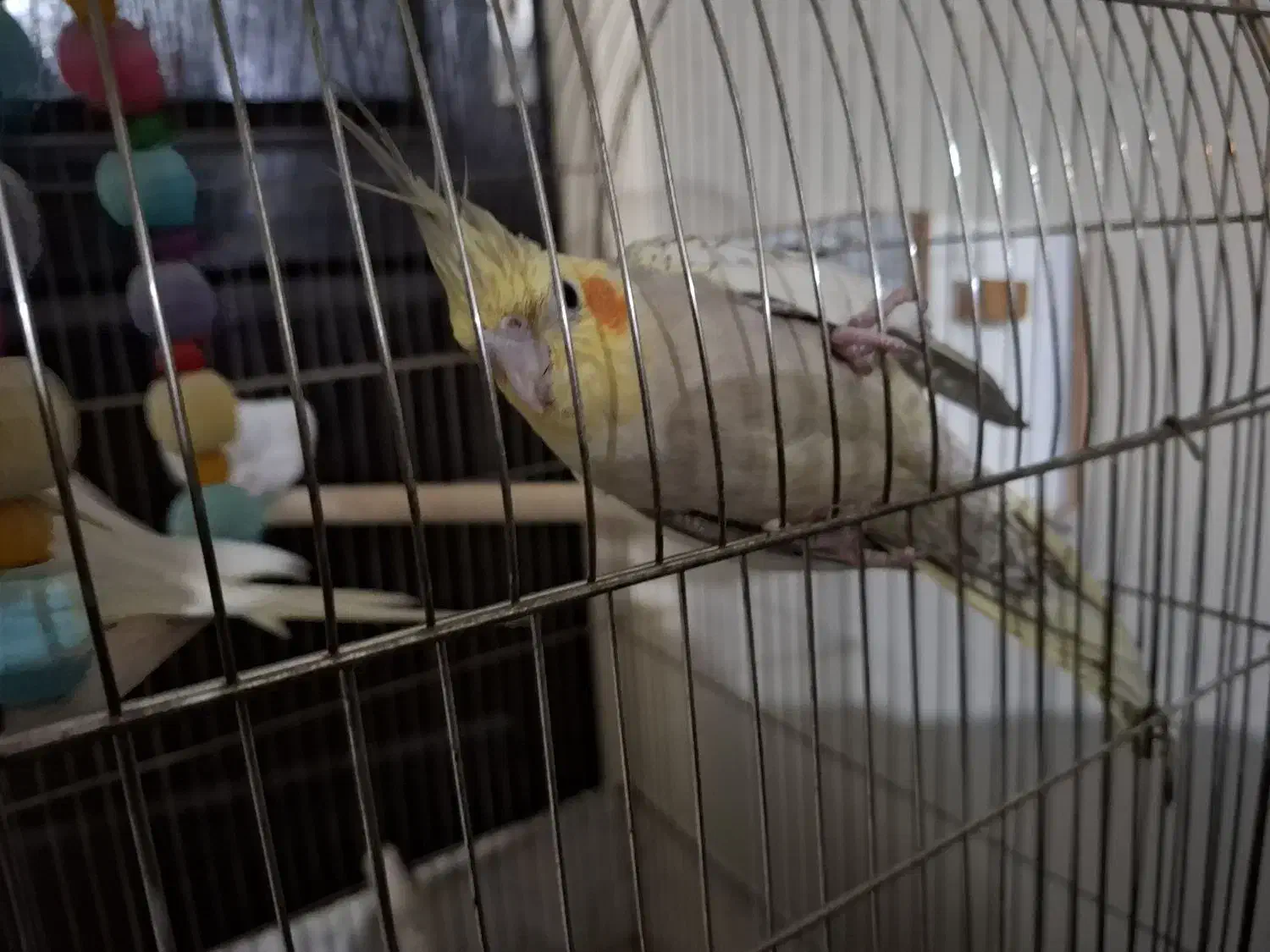 عروس هلندی|پرنده|گرمدره, |دیوار