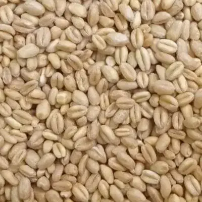 گندم آبی درج۱. ۵۰۰کیلو|خدمات باغبانی و درختکاری|بروجرد, |دیوار