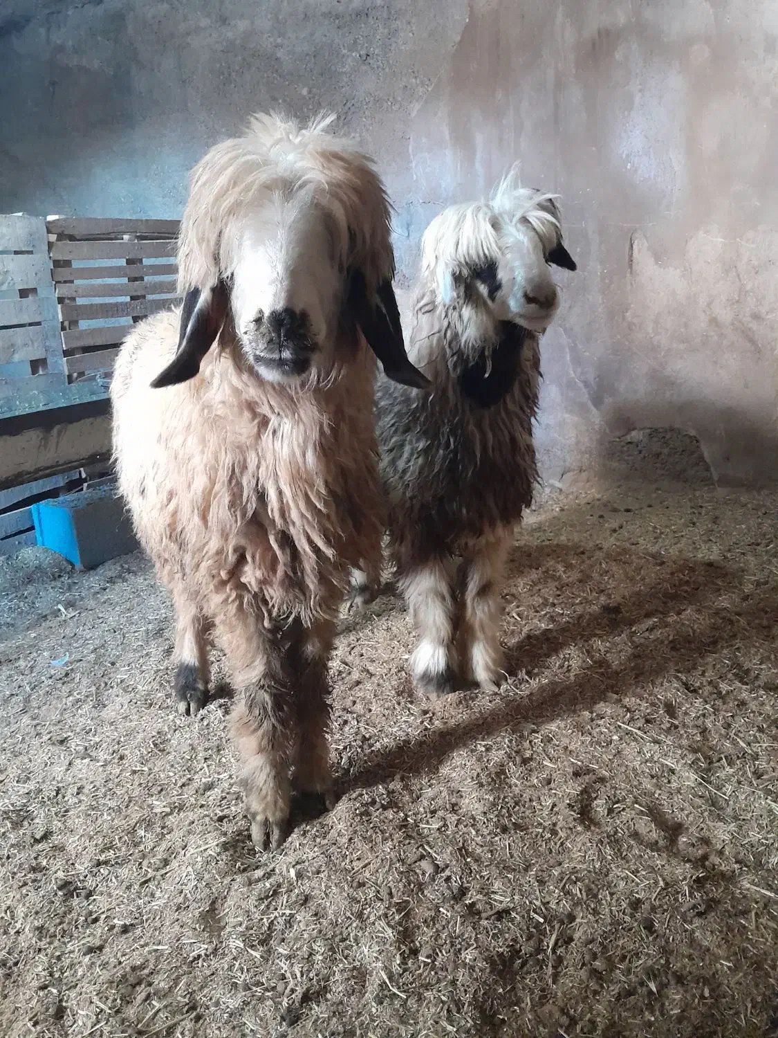 بره ماده درجه ۱ و چاق|حیوانات مزرعه|شهرکرد, |دیوار