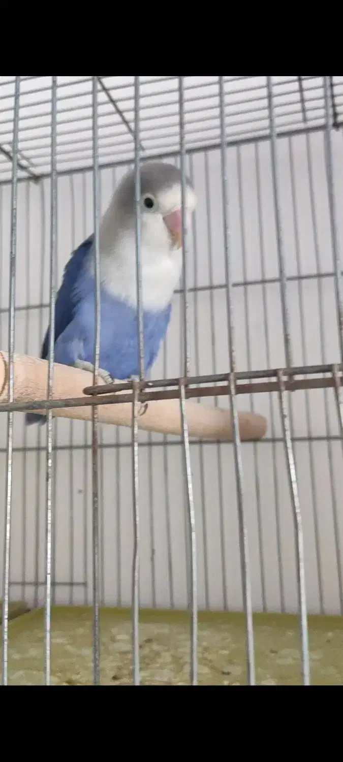 دوتا طوطی کوتوله|پرنده|داراب, |دیوار