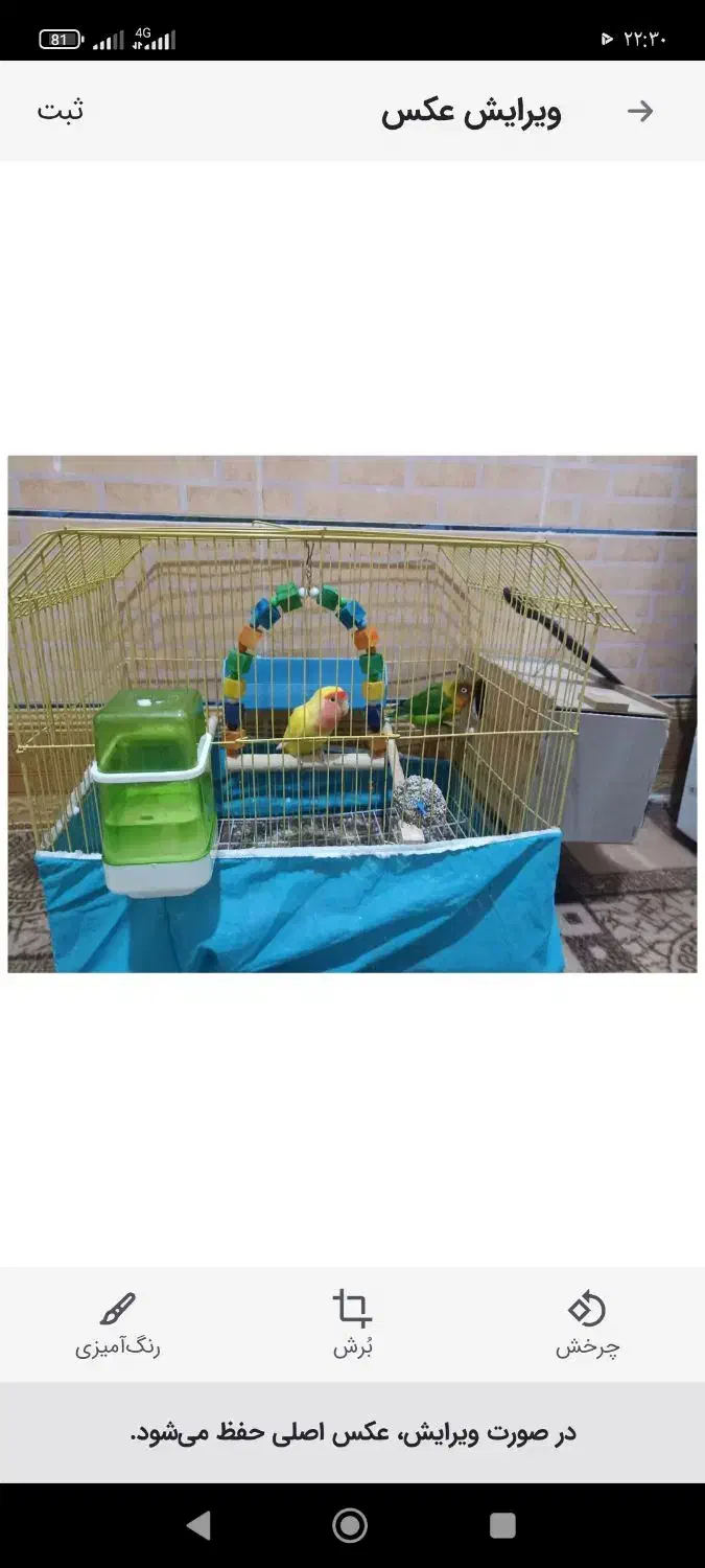 طوطی|پرنده|خرمشهر, |دیوار