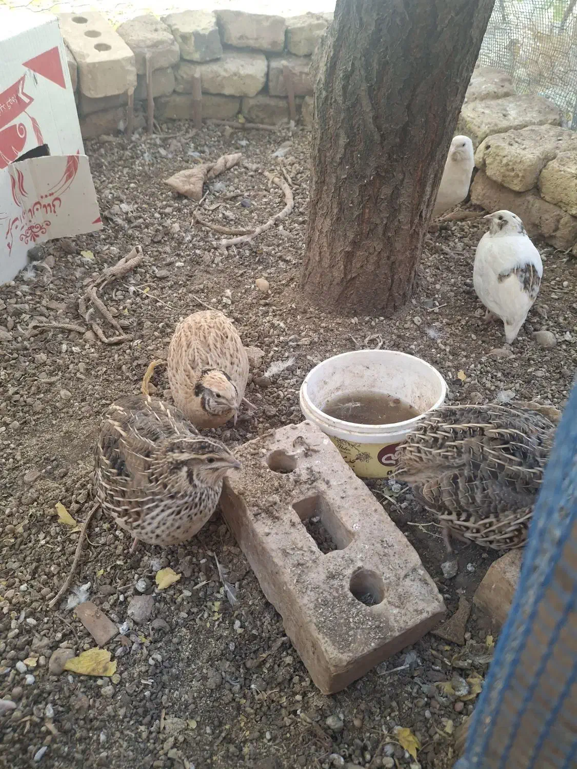 فروش بلدرچین|حیوانات مزرعه|شاهرود, |دیوار