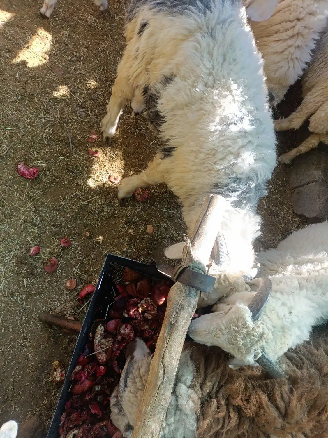 بره نر شیری وزن30ت40|حیوانات مزرعه|ارزوئیه, |دیوار