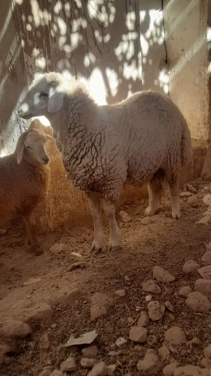 بره نر|حیوانات مزرعه|باخزر, |دیوار