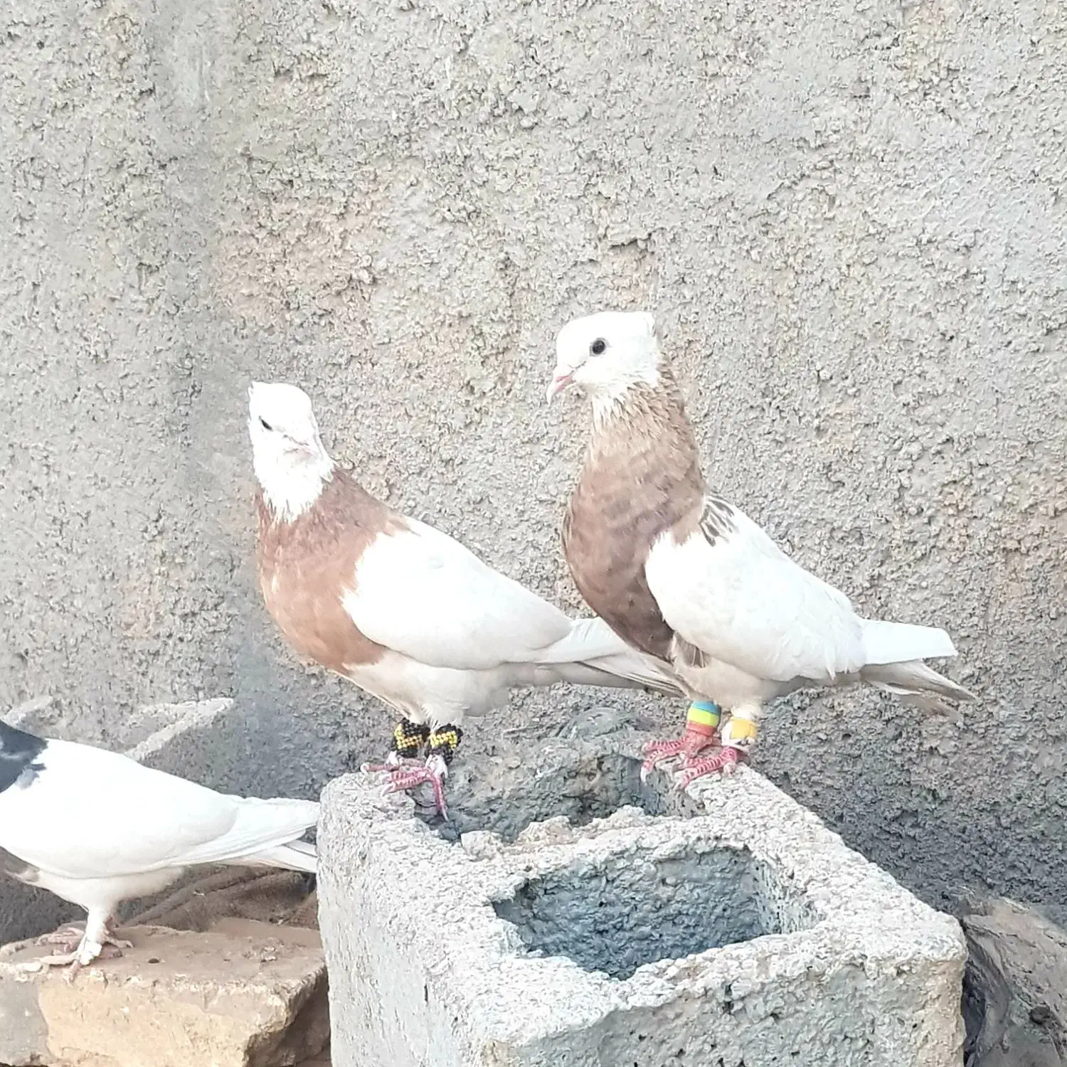 طوقی|پرنده|سیرجان, |دیوار