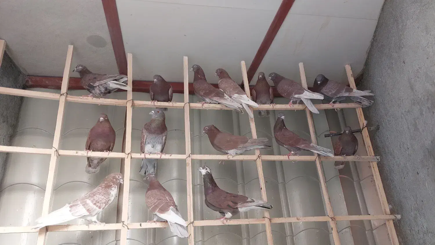 سرخ ناب گروی|پرنده|آران و بیدگل, |دیوار