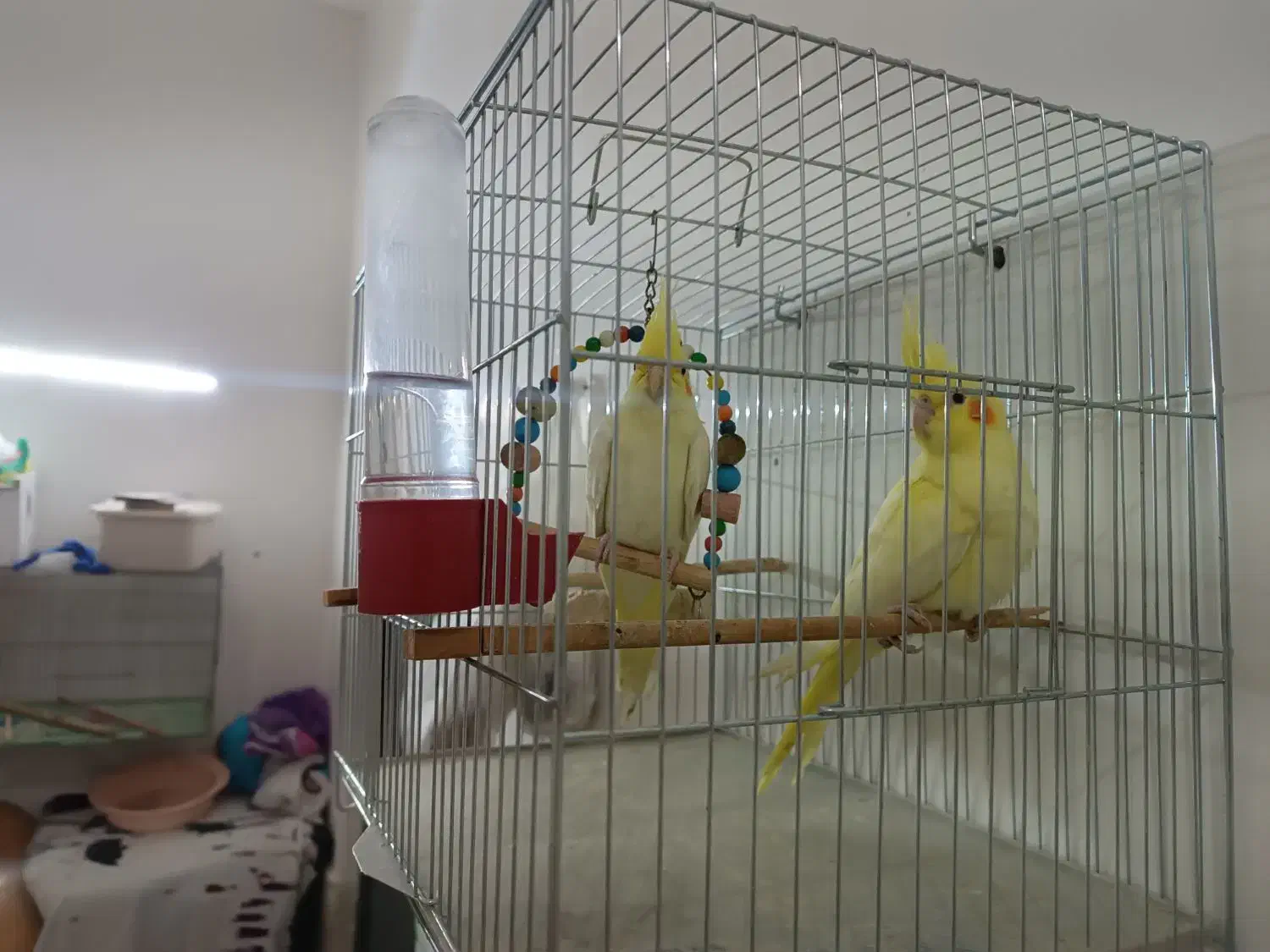 جوجه 4 ماهه عروس هلندی لوتینو|پرنده|بوکان, |دیوار