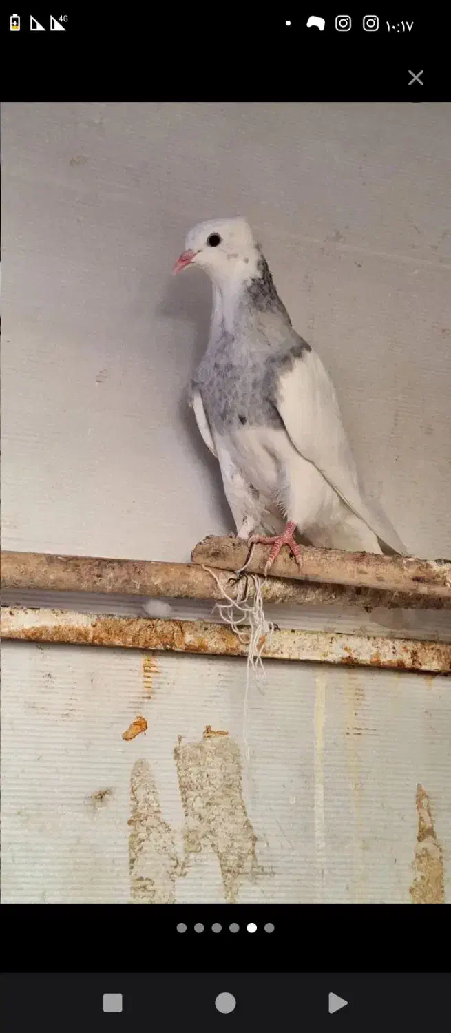 5عدد طوقی|پرنده|تربت‌حیدریه, حاجی یار‎|دیوار