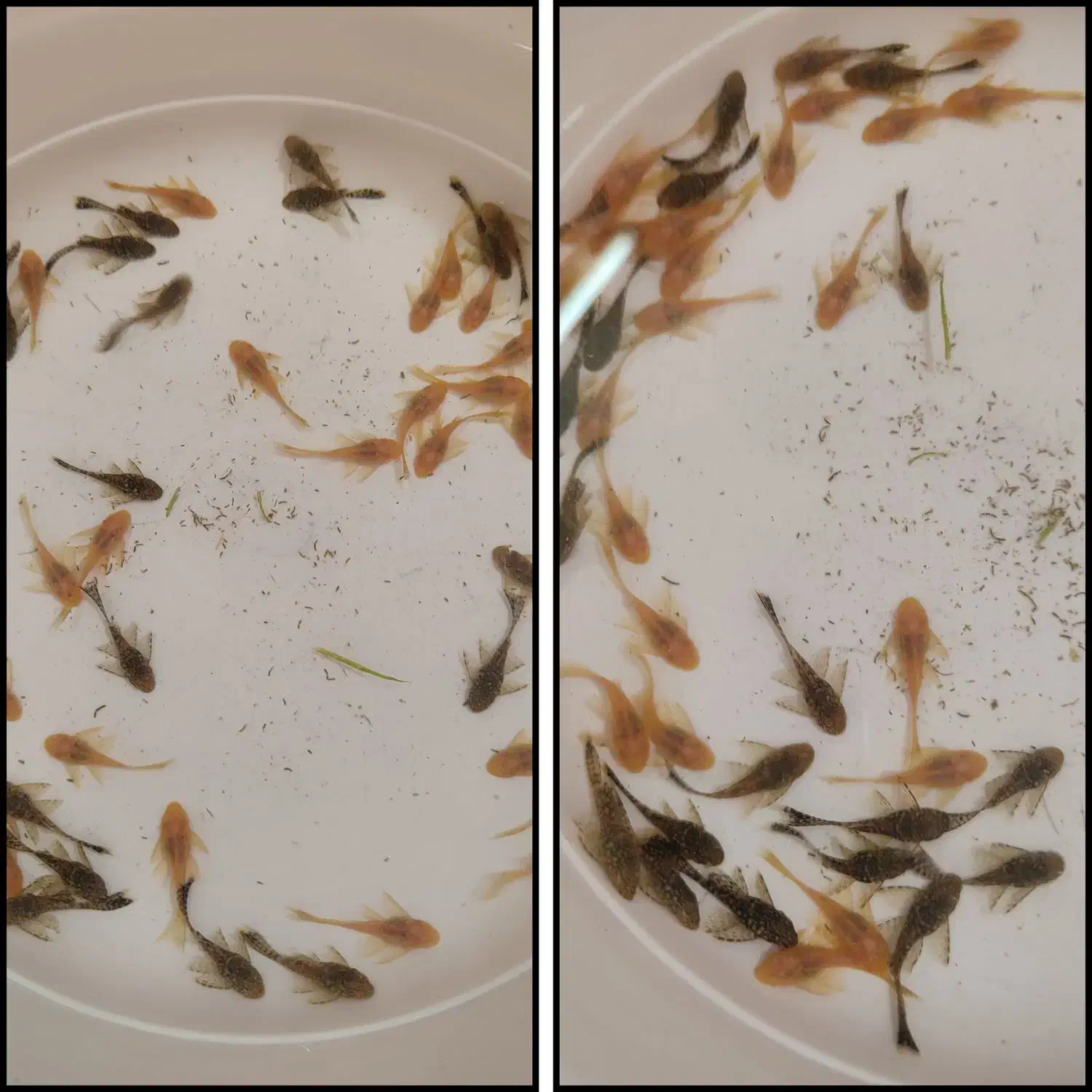 ماهی زینتی|ماهی|ملایر, |دیوار