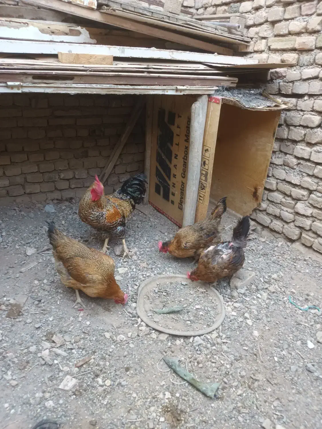 مرغ و خروس...جوجه مرغ|حیوانات مزرعه|سبزوار, گلشن|دیوار