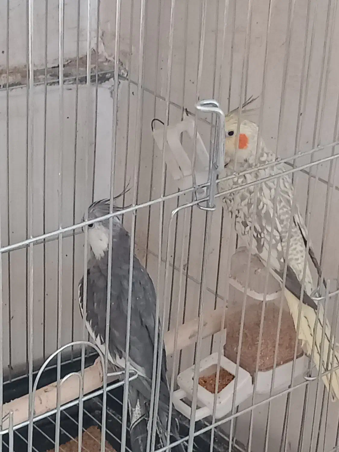 عروس هلندی مولد|پرنده|آبیک, |دیوار