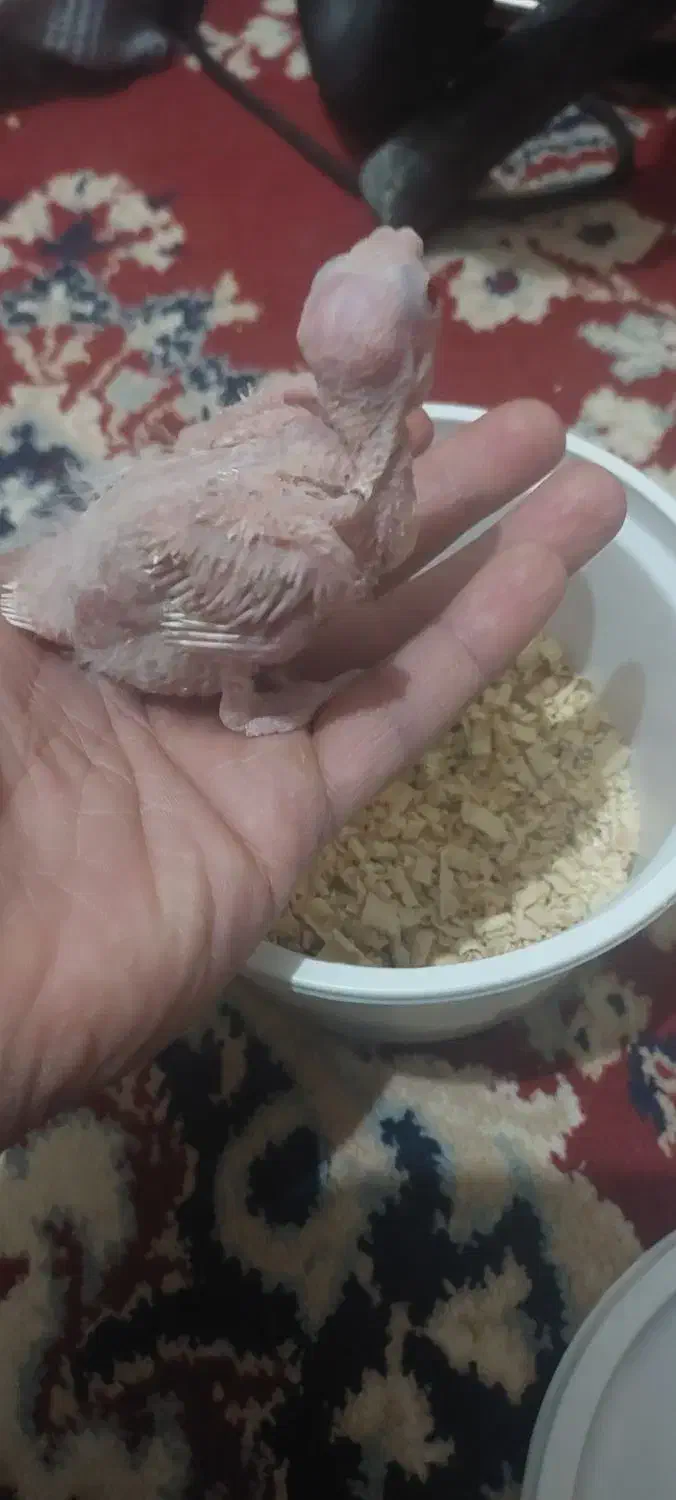 جوجه عروس هلندی آلبینو|پرنده|تربت جام, امام|دیوار