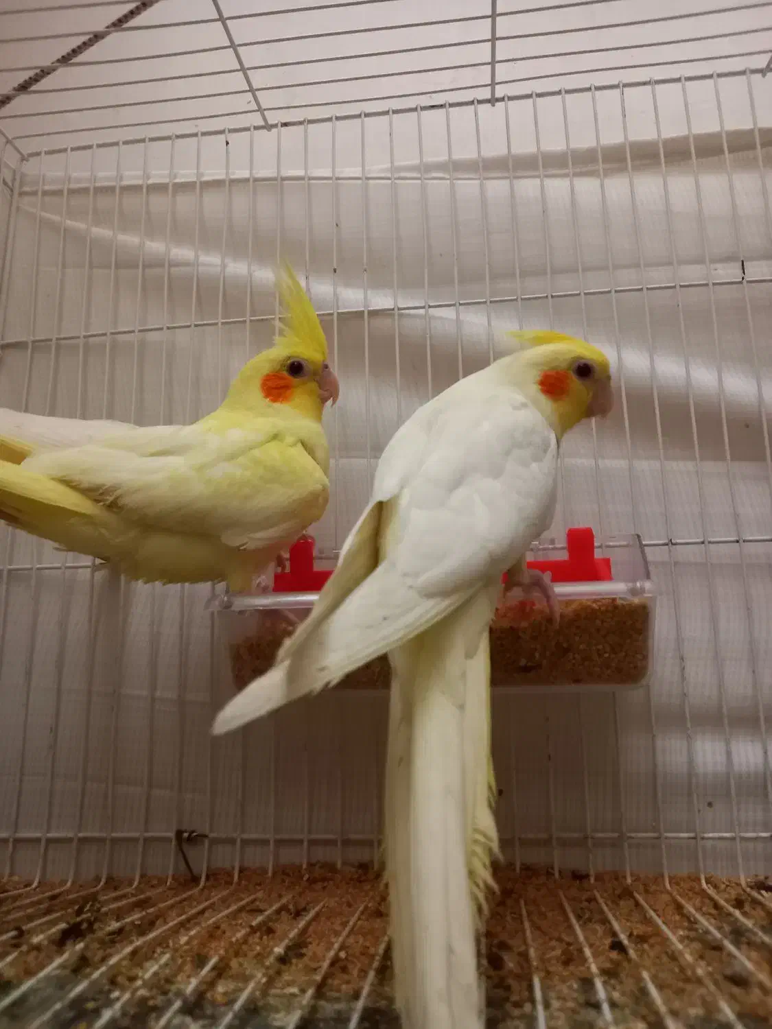 عروس هلندی|پرنده|گنبد کاووس, |دیوار