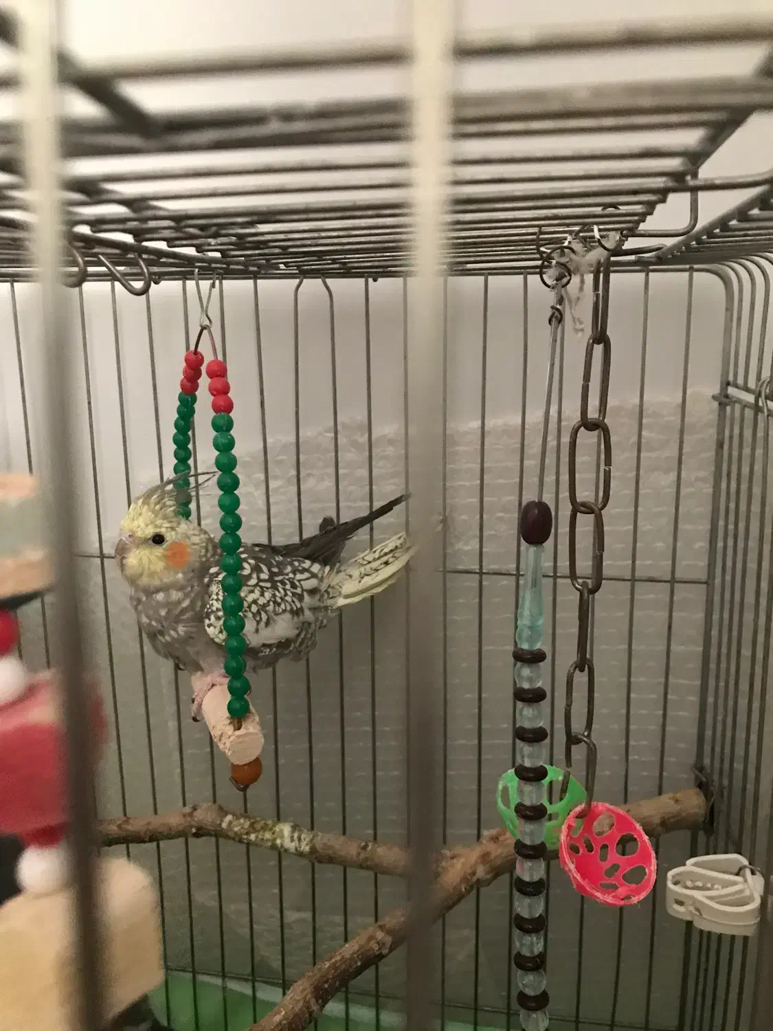 پرنده زینتی|پرنده|الیگودرز, |دیوار