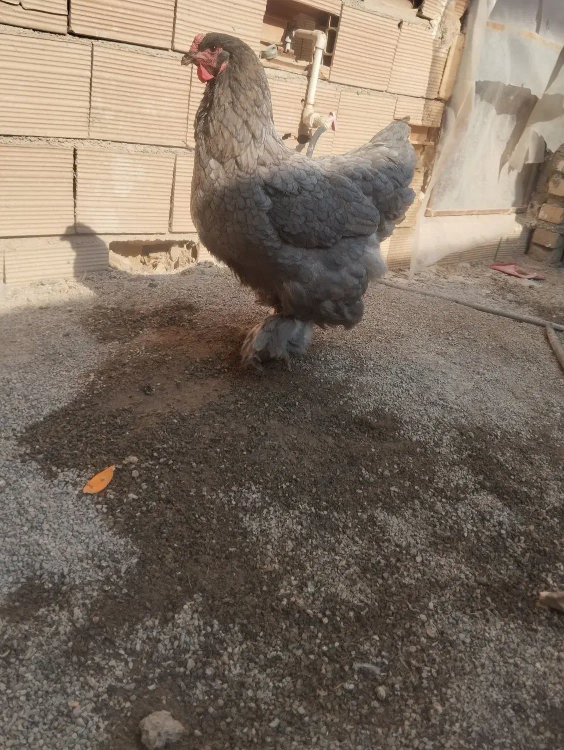 مرغ و خروس برهما|حیوانات مزرعه|قرچک, داوود آباد|دیوار