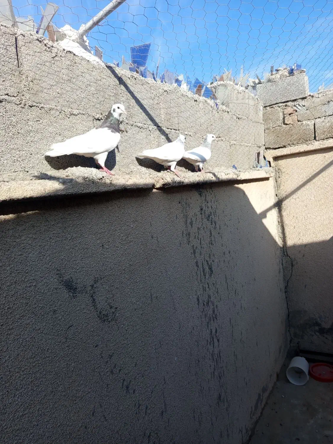 کبوتر طوقی کاکل|پرنده|چابهار, |دیوار