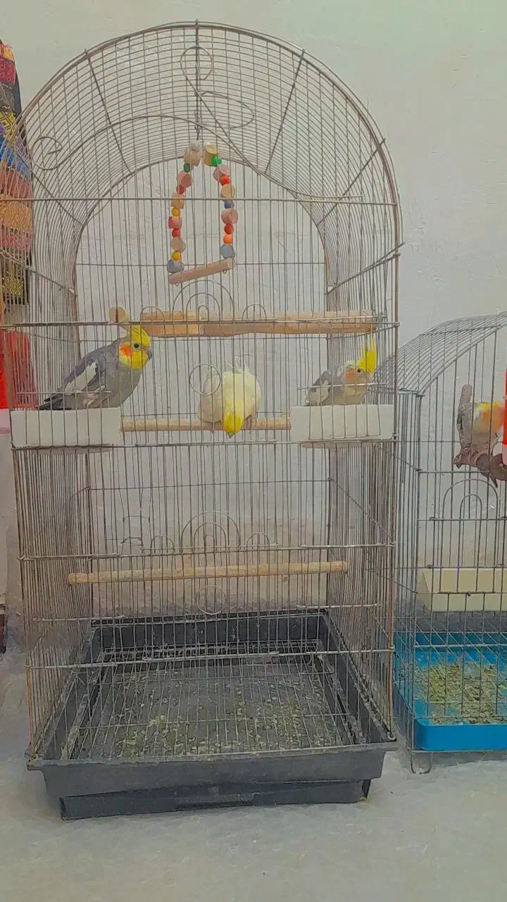 عروس هلندی|پرنده|بافق, |دیوار