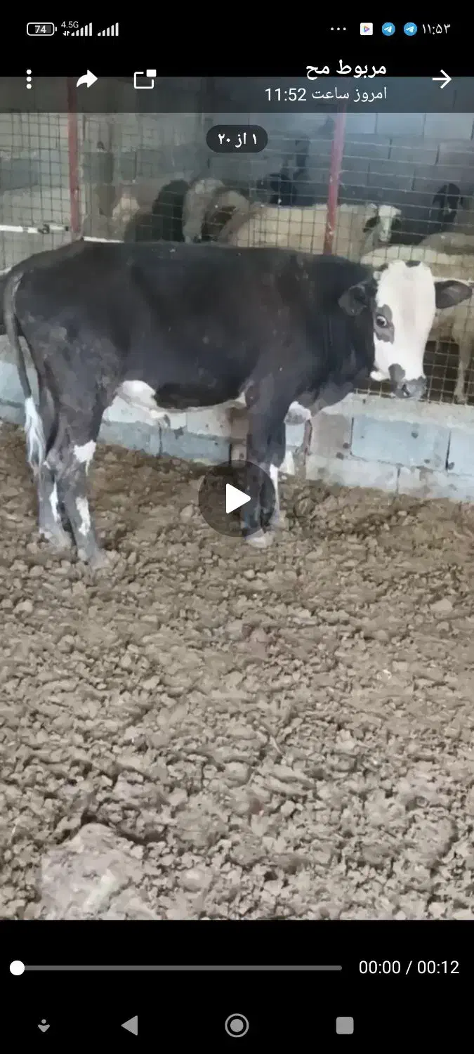 گاوسوئسی نر|حیوانات مزرعه|جوانرود, |دیوار