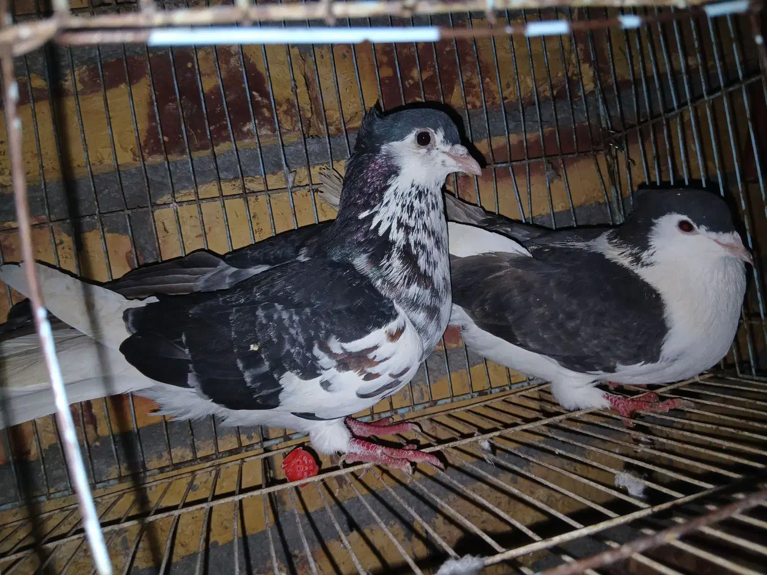 ۱۵۰۰۰۰۰|حراج|آشخانه, |دیوار