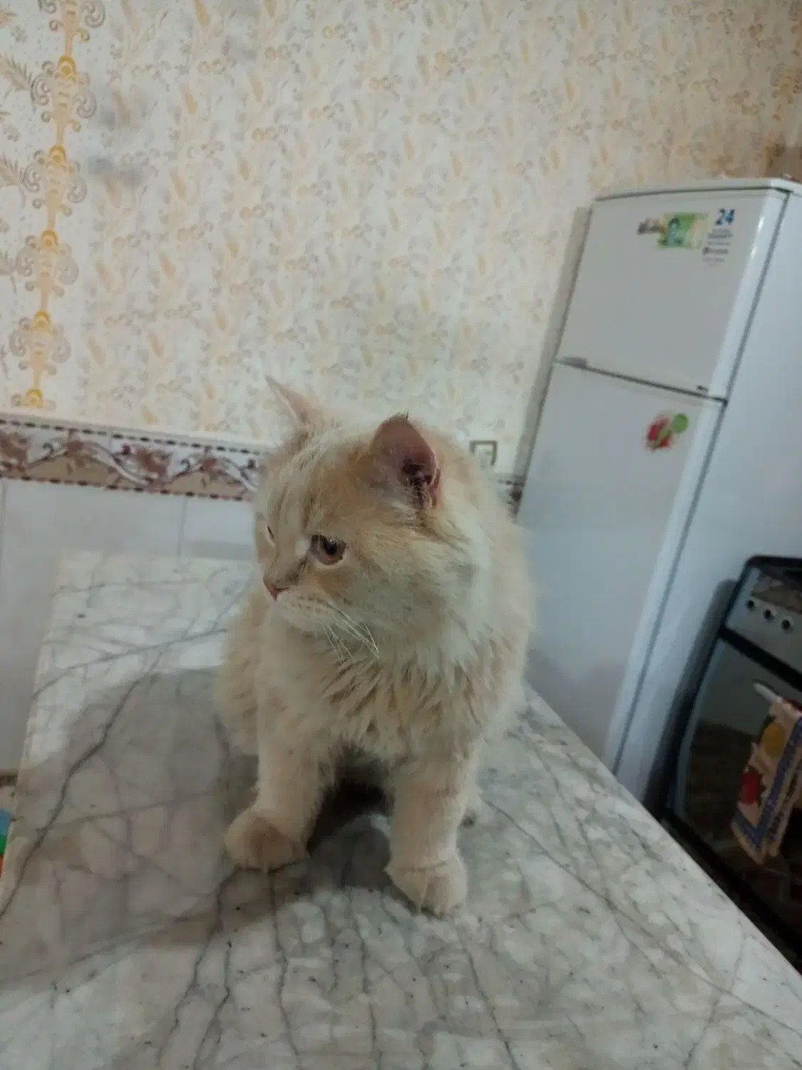 گربه پرشین|گربه|مشهد, بهمن|دیوار