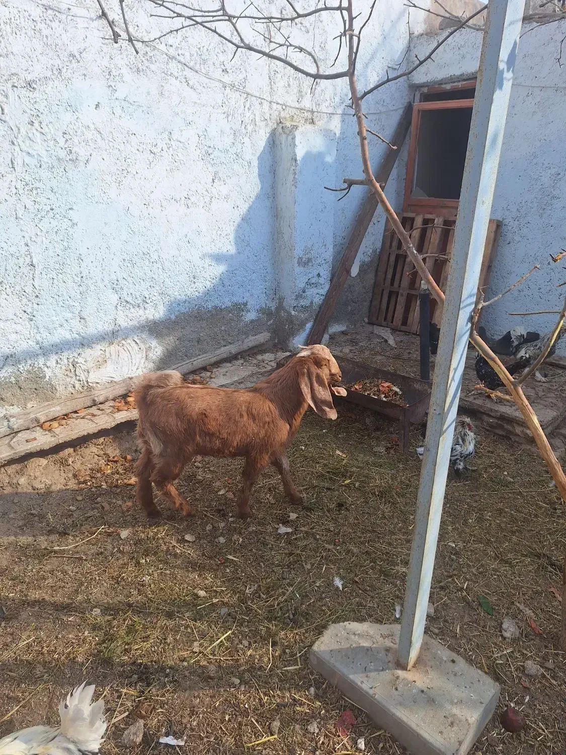 بزغاله|حیوانات مزرعه|صفادشت, |دیوار