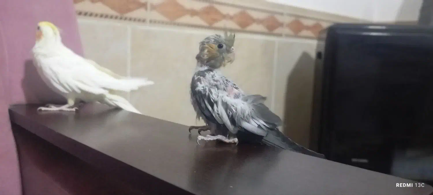 سرگرمی و فراقت|پرنده|آشخانه, |دیوار