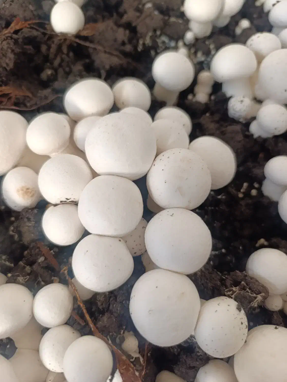 قارچ رجه۱/قارچ درجه۲/قارچ درجه۳|خوردنی و آشامیدنی|پاکدشت, پاکدشت (مامازند)|دیوار