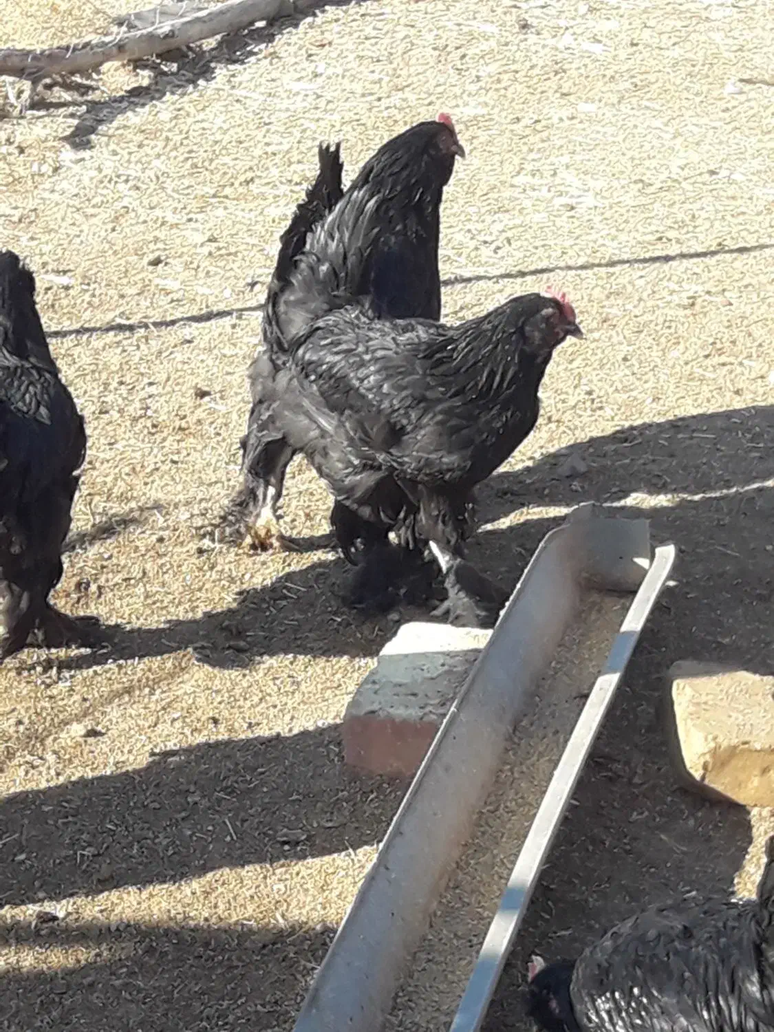 خروس مرندی|حیوانات مزرعه|ماهدشت, |دیوار