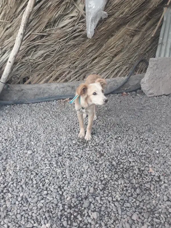 سگپا کوتاه|سگ|کرمان, |دیوار