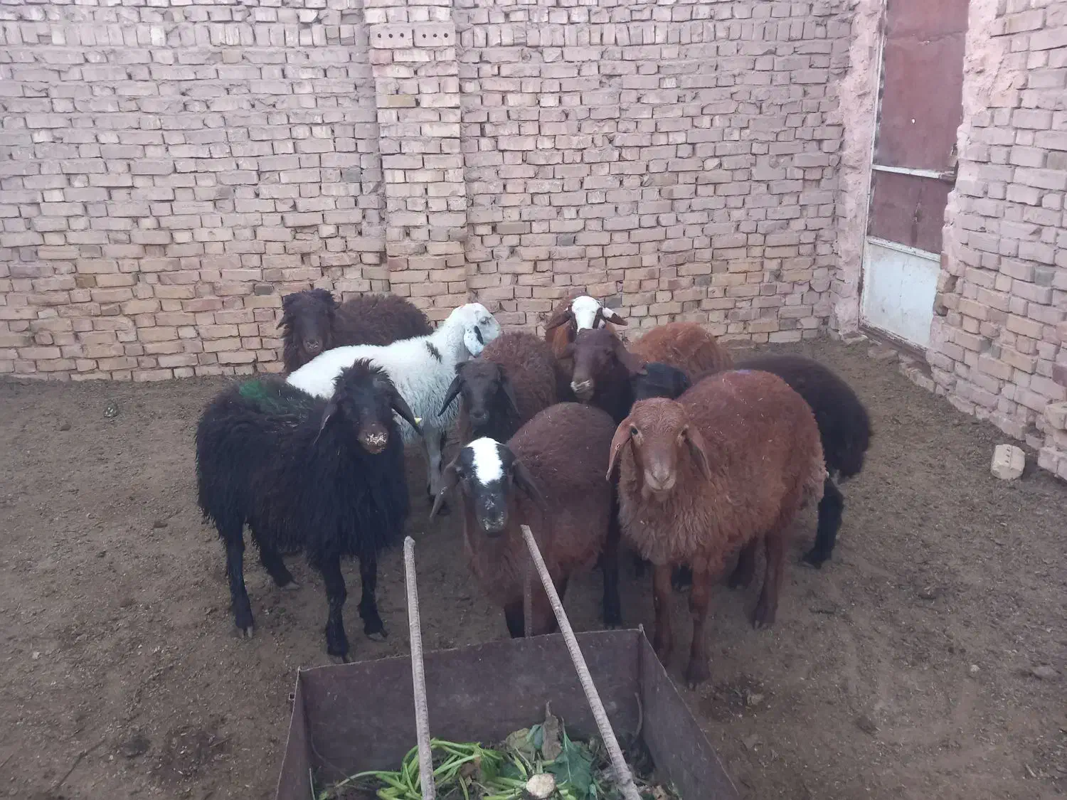 ۱۰راس بره نرموجود|حیوانات مزرعه|سبزوار, ابوریحان|دیوار