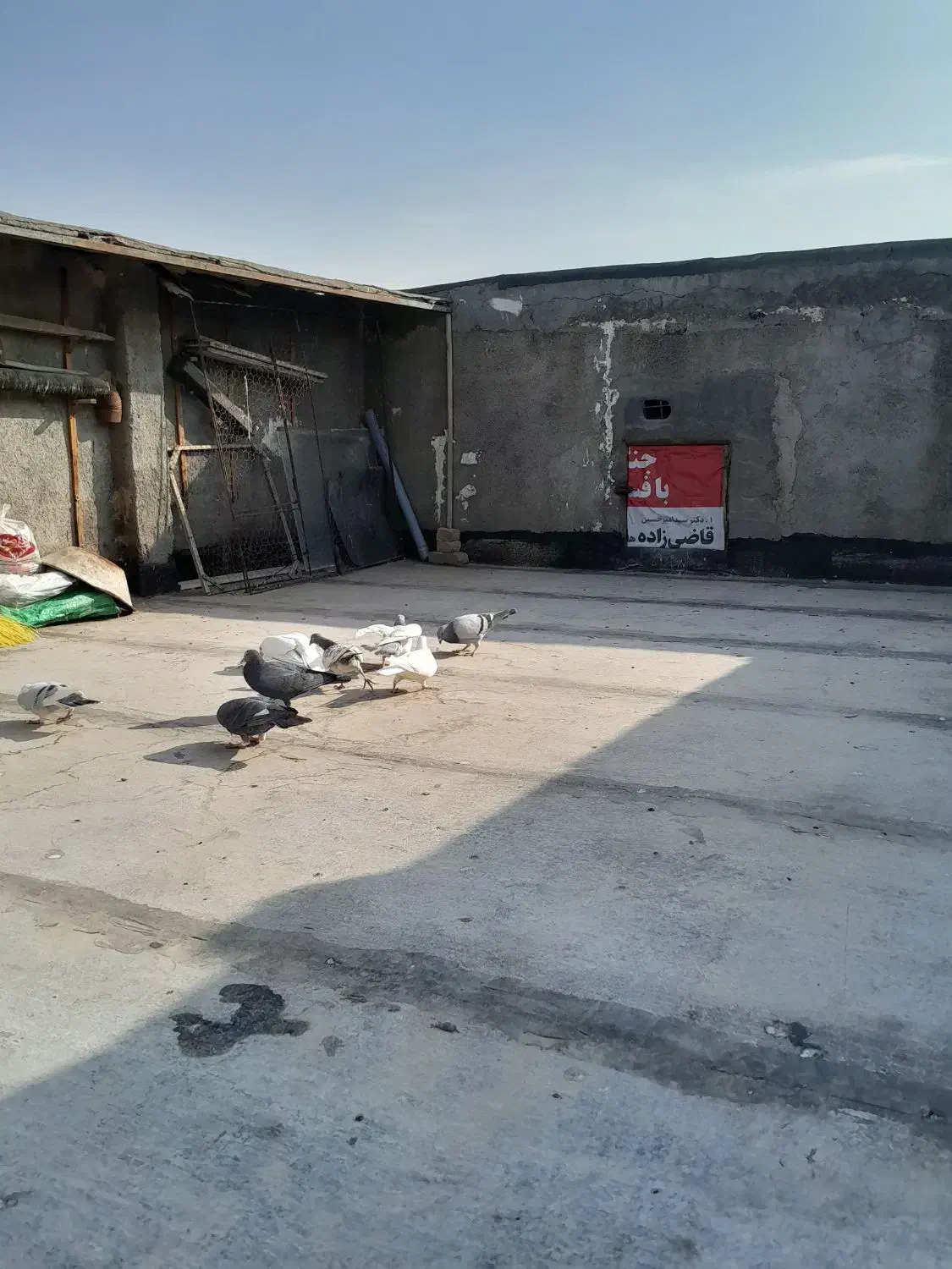 کفتر آلمانی  پرشی|حیوانات|مشهد, ایوان|دیوار