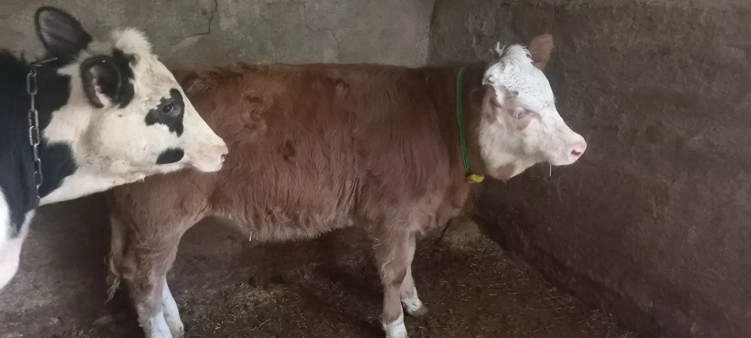 گوساله سیمینتال اصیل|حیوانات مزرعه|صحنه, |دیوار